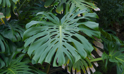 Parque da Catacumba